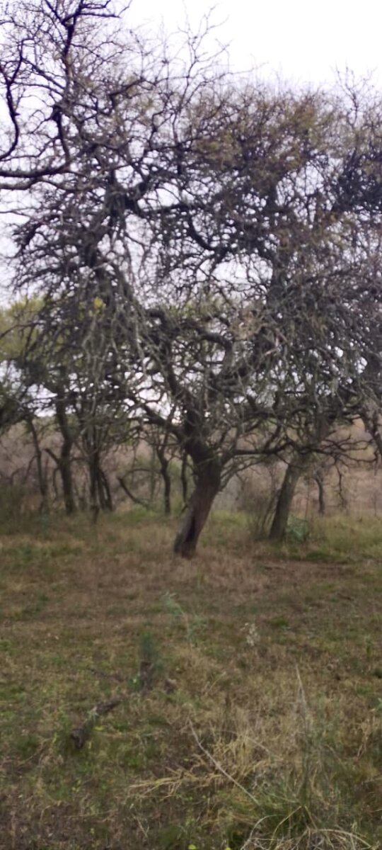 162 Ha Ganaderas en Venta - Imagen 24