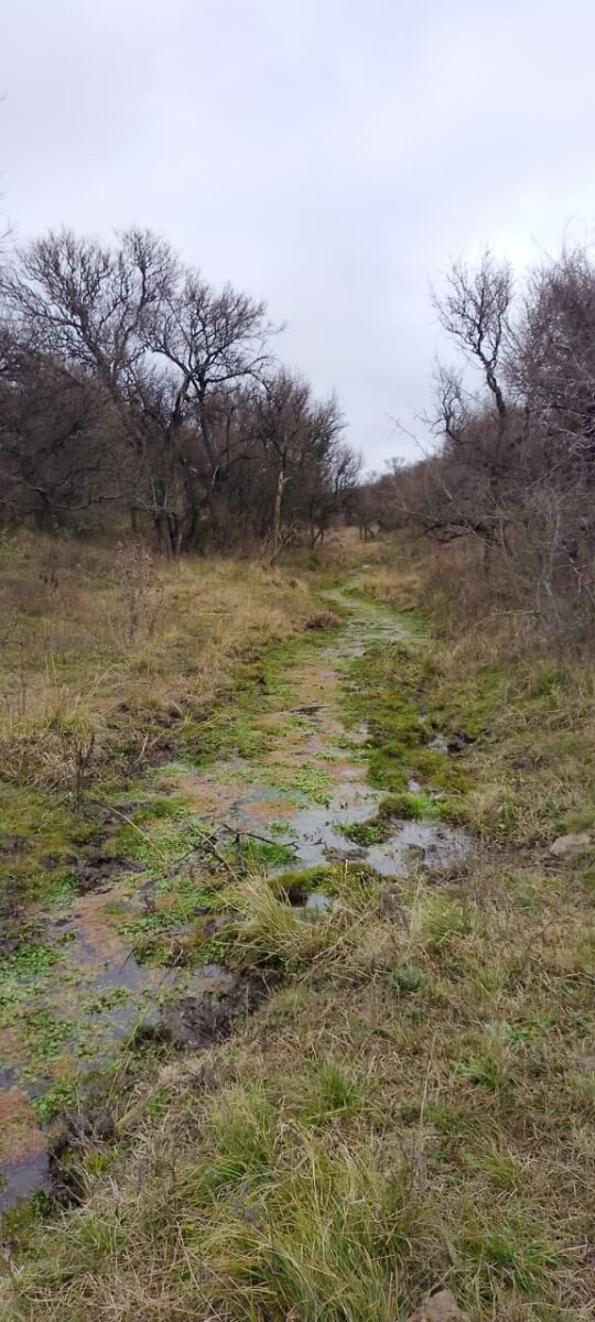 162 Ha Ganaderas en Venta - Imagen 11