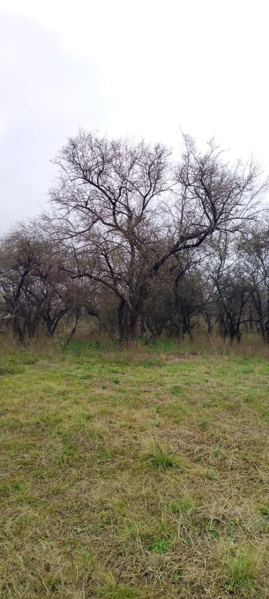 162 Ha Ganaderas en Venta - Imagen 16