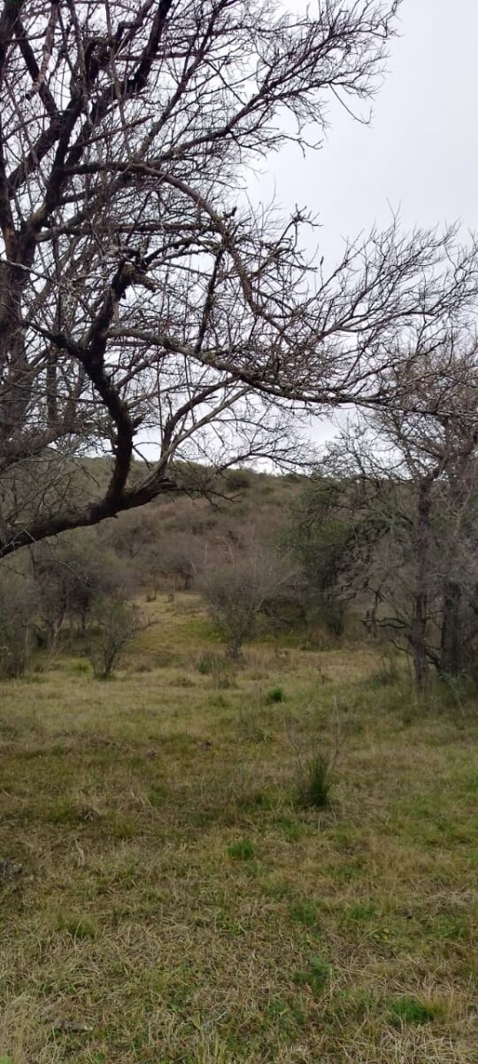 162 Ha Ganaderas en Venta - Imagen 15