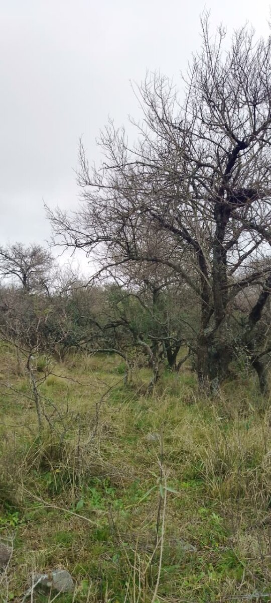 162 Ha Ganaderas en Venta - Imagen 19
