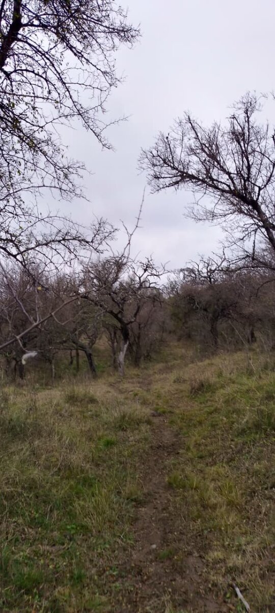 162 Ha Ganaderas en Venta - Imagen 6