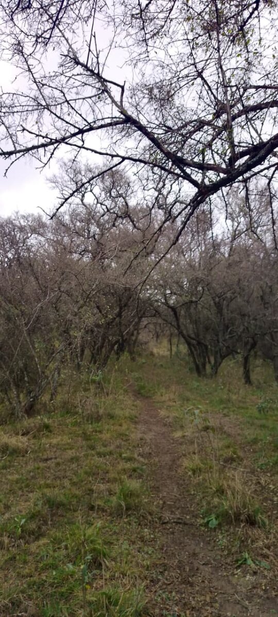 162 Ha Ganaderas en Venta - Imagen 23