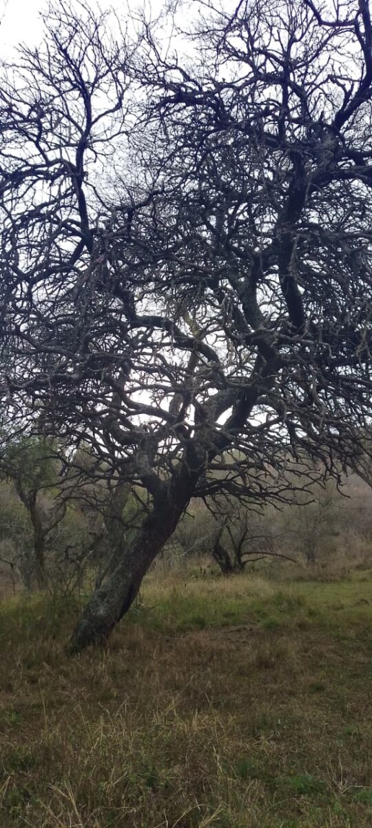 162 Ha Ganaderas en Venta - Imagen 22