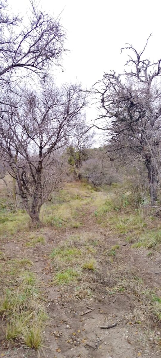 162 Ha Ganaderas en Venta - Imagen 7