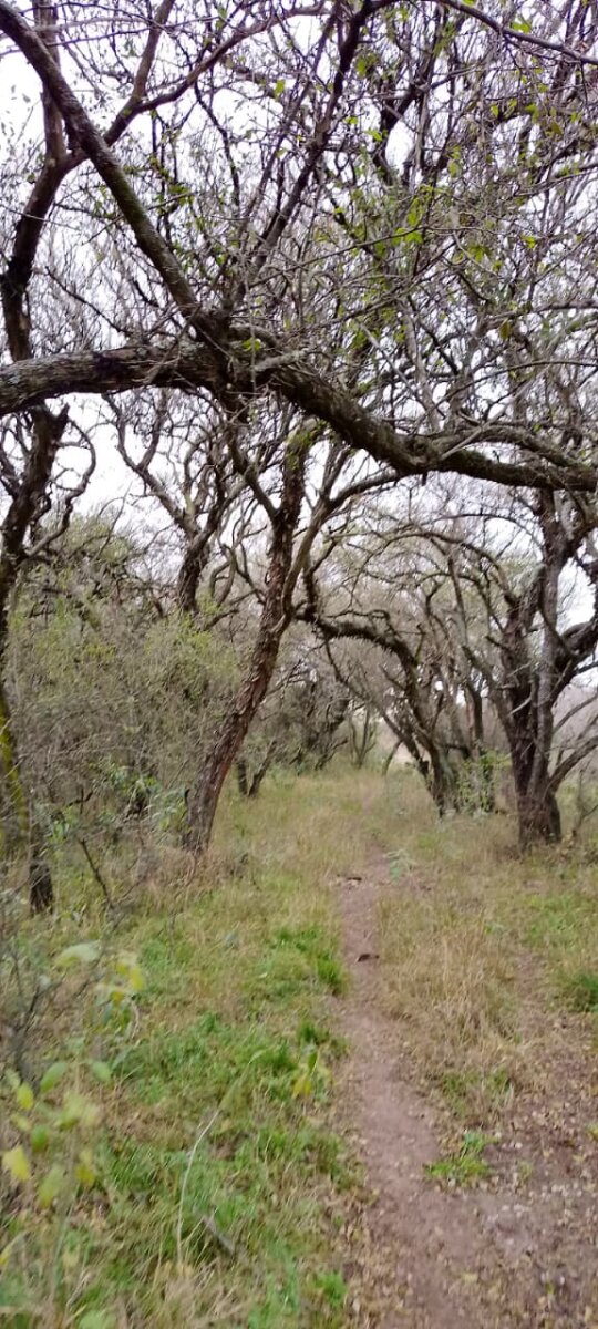 162 Ha Ganaderas en Venta - Imagen 4