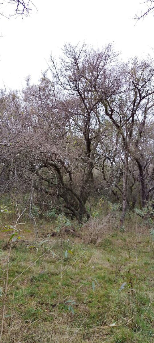 162 Ha Ganaderas en Venta - Imagen 3