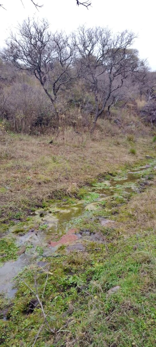 162 Ha Ganaderas en Venta - Imagen 13