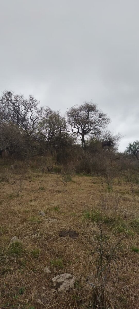 162 Ha Ganaderas en Venta - Imagen 21