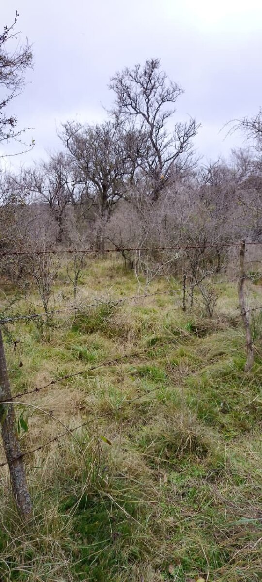 162 Ha Ganaderas en Venta - Imagen 2