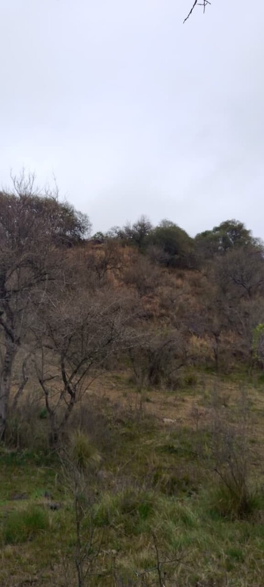 162 Ha Ganaderas en Venta - Imagen 10