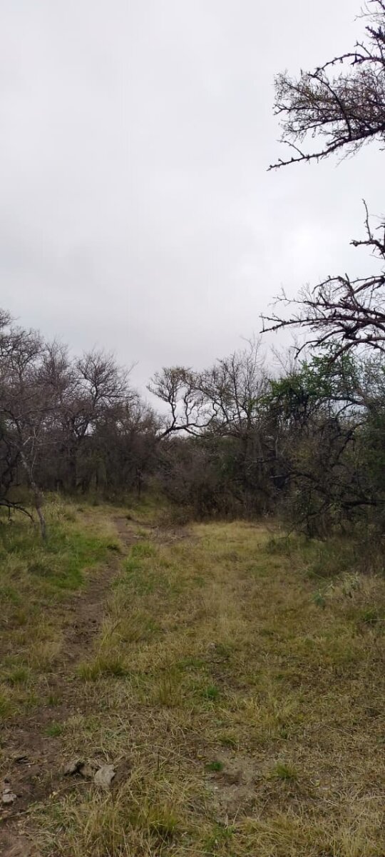 162 Ha Ganaderas en Venta - Imagen 17