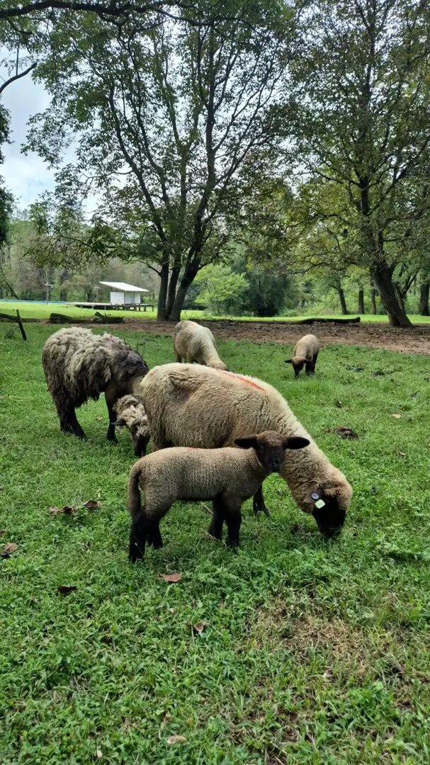 Terreno Lote  En Venta En Potrero De Garay, Calamuchita, Córdoba - Imagen 24