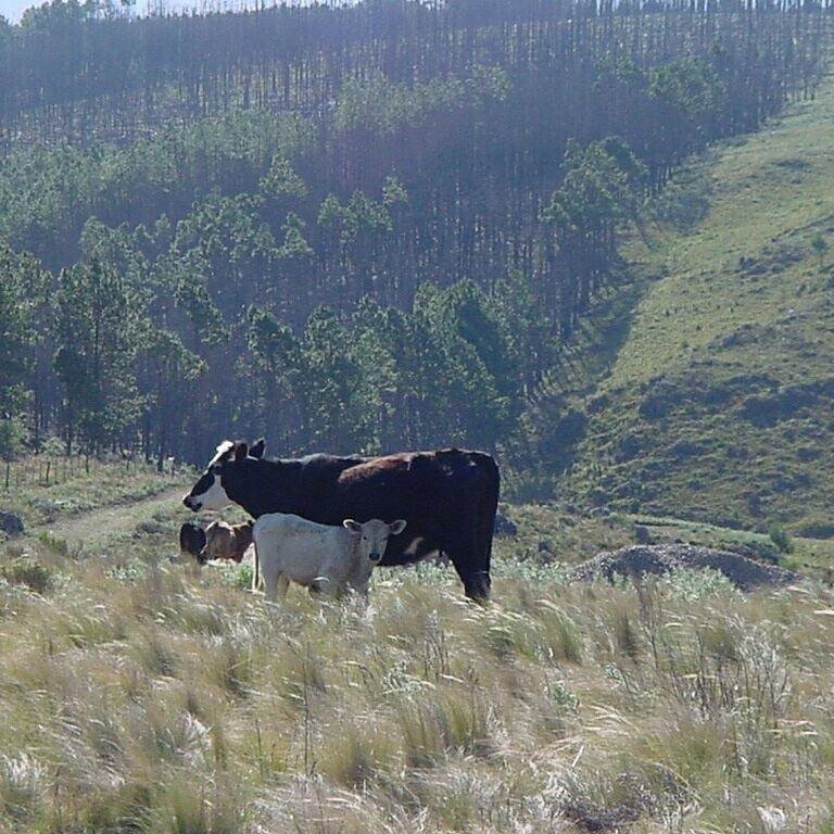 Lote en venta — Los Reartes (TE127) - Imagen 4