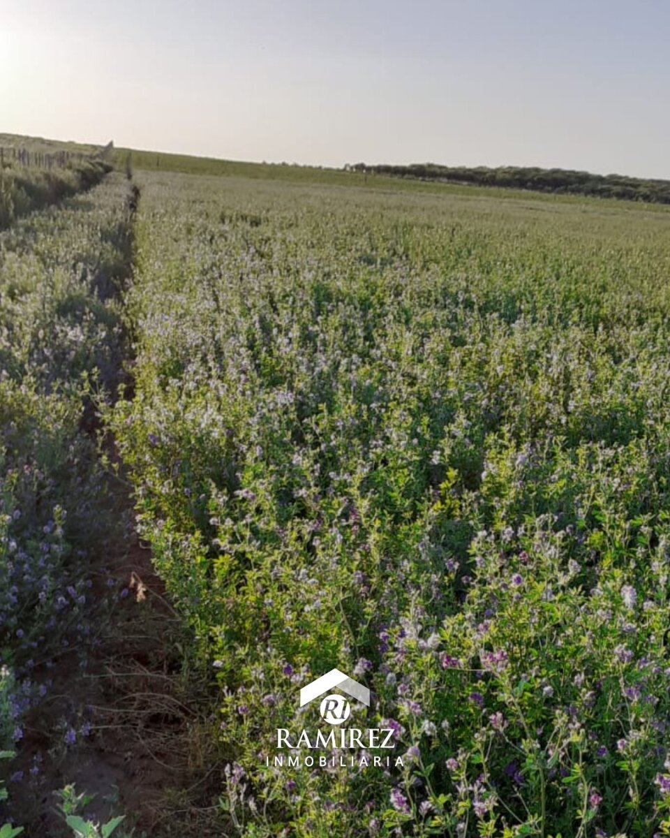 CP12 - Campo en Venta San Luis, Gobernador Dupuy (1.215 ha) - Imagen 3