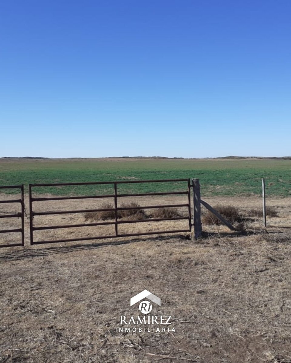 CP12 - Campo en Venta San Luis, Gobernador Dupuy (1.215 ha) - Imagen 6