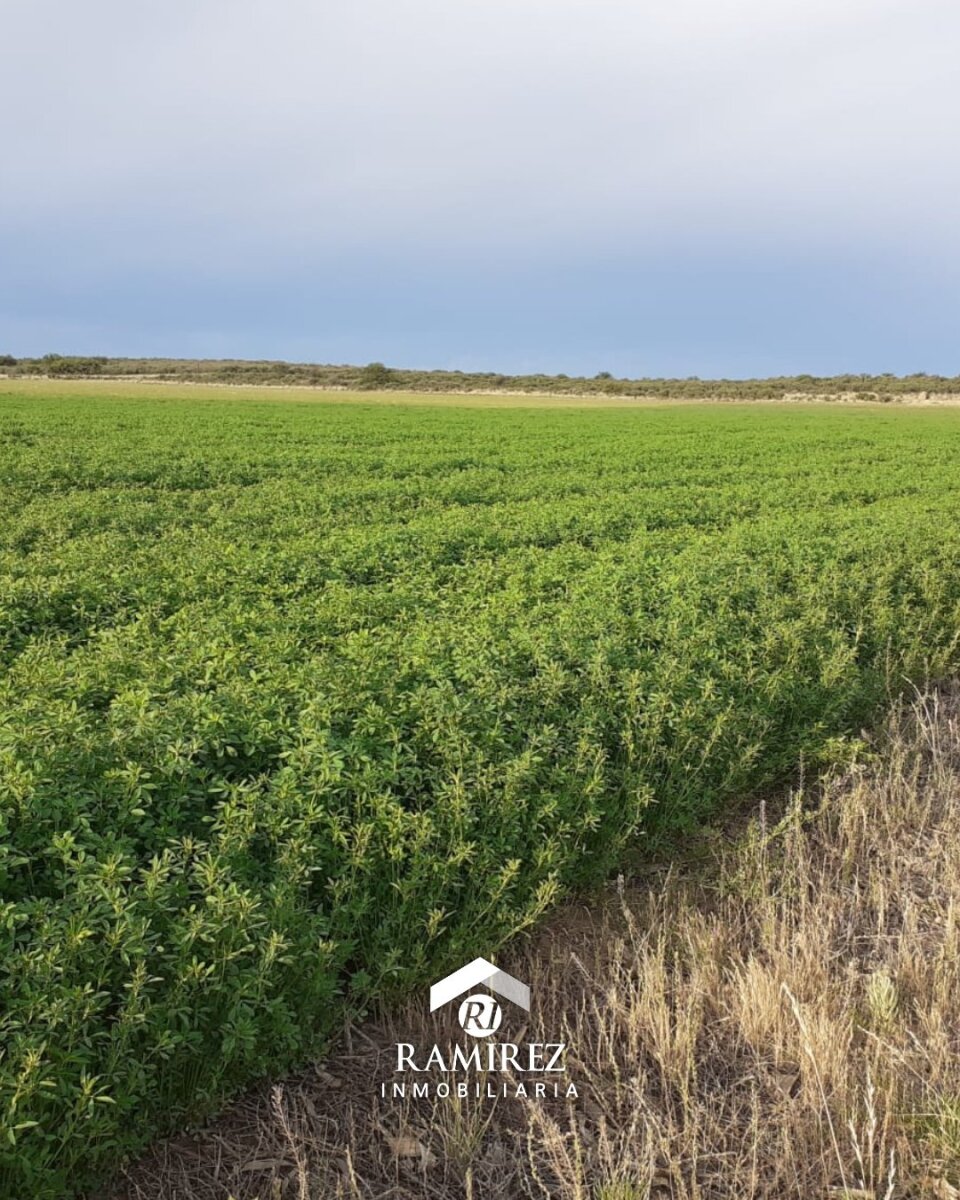 CP12 - Campo en Venta San Luis, Gobernador Dupuy (1.215 ha) - Imagen 2