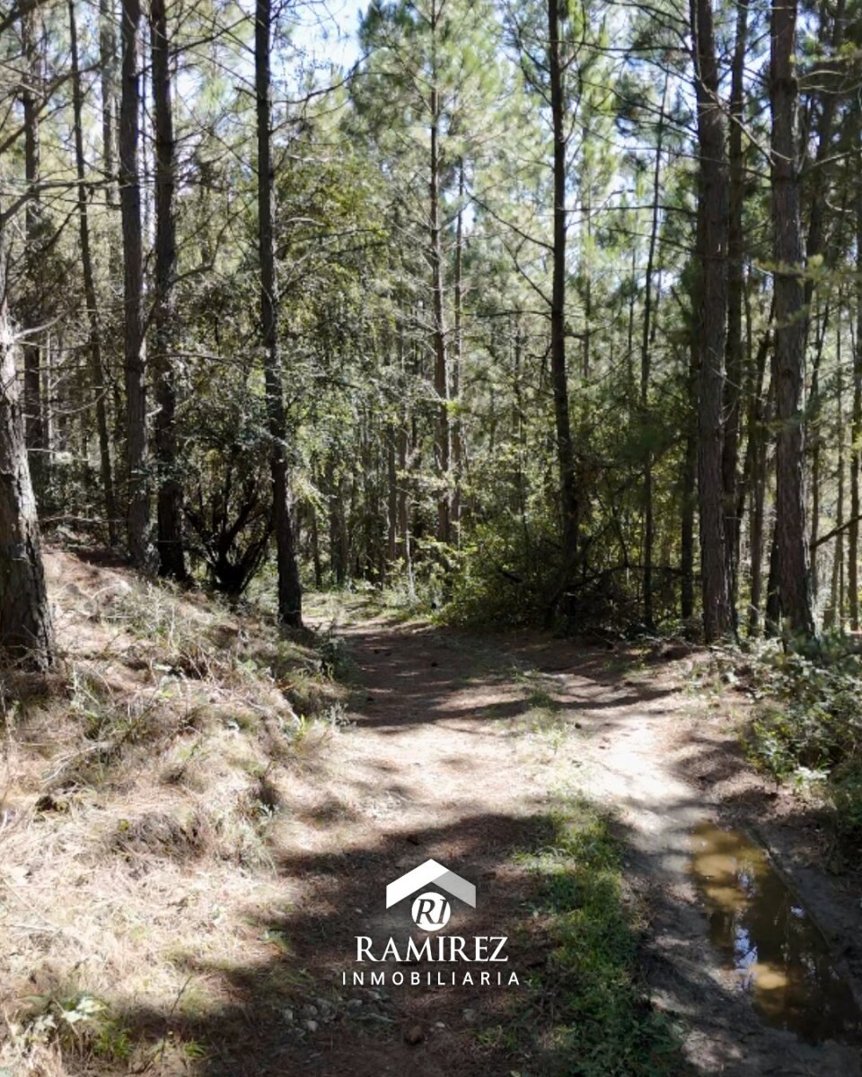 CP7 - Campo en Venta Intiyaco (3,44 ha) - Imagen 5