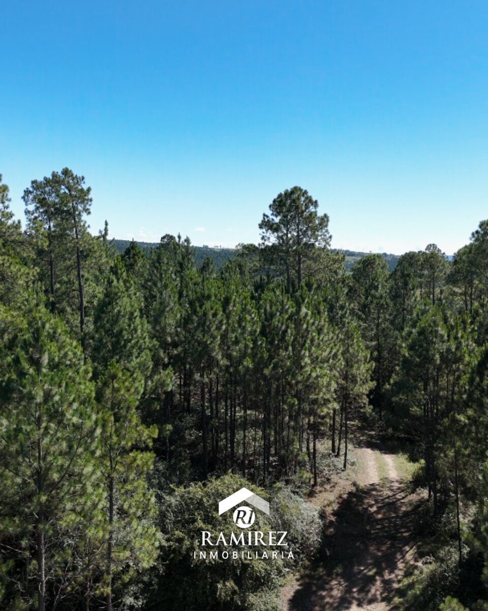 CP7 - Campo en Venta Intiyaco (3,44 ha) - Imagen 3