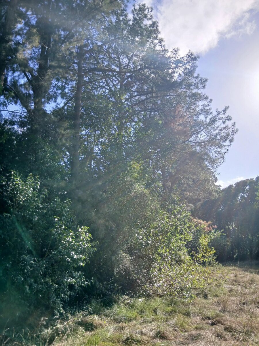 Lote en Venta en Presidente Peron, G.B.A. Zona Sur