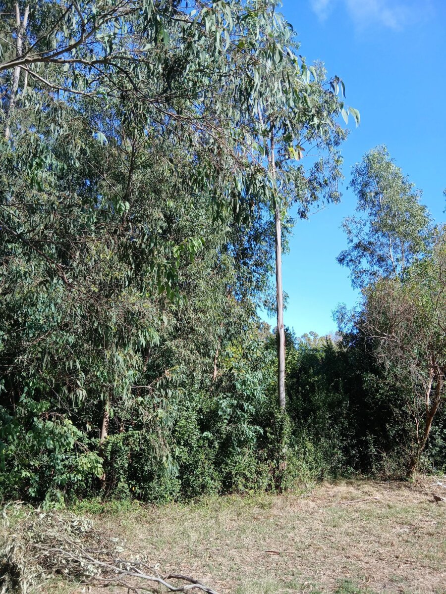 Lote en Venta en Presidente Peron, G.B.A. Zona Sur