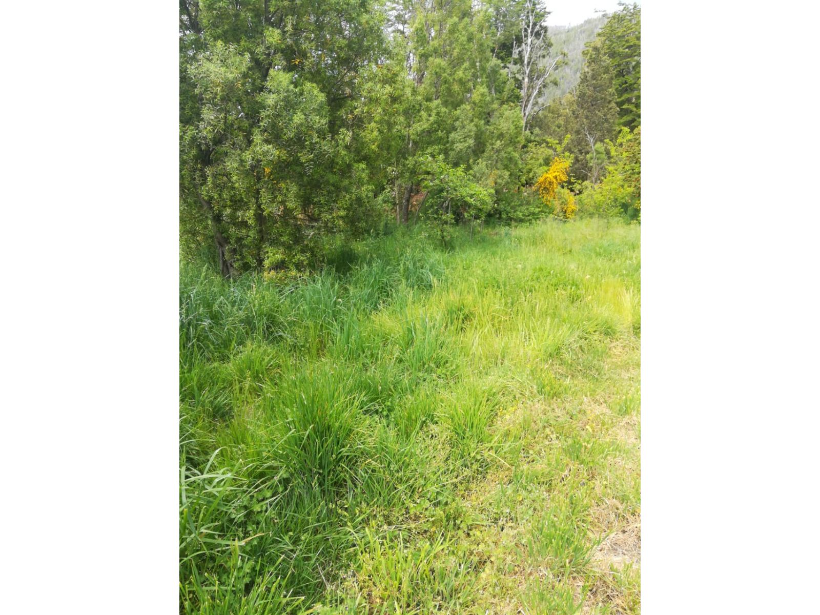 (014) LAGO PUELO (Isla Norte) Terreno 550 m2 - 11