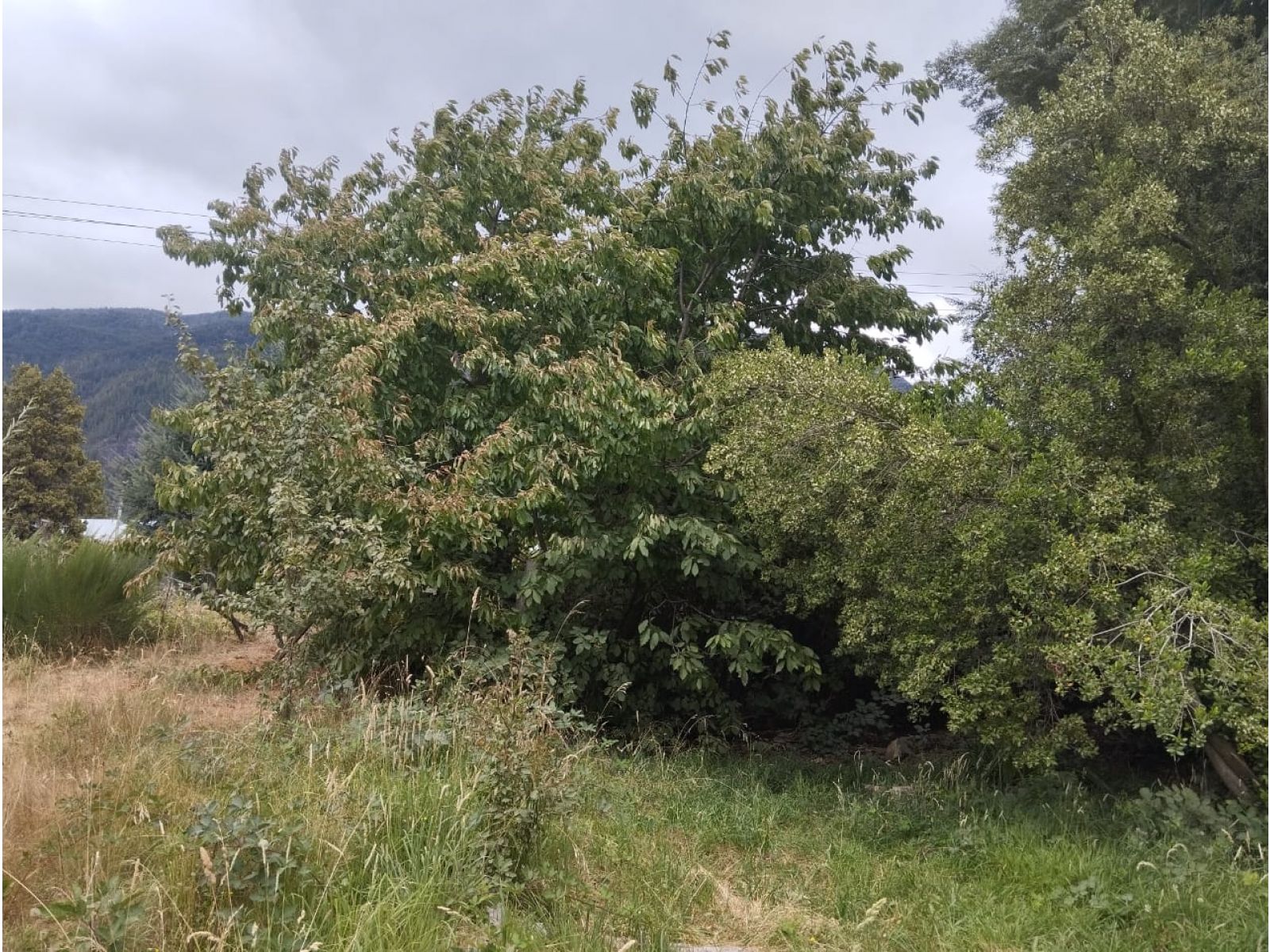 (014) LAGO PUELO (Isla Norte) Terreno 550 m2 - 10