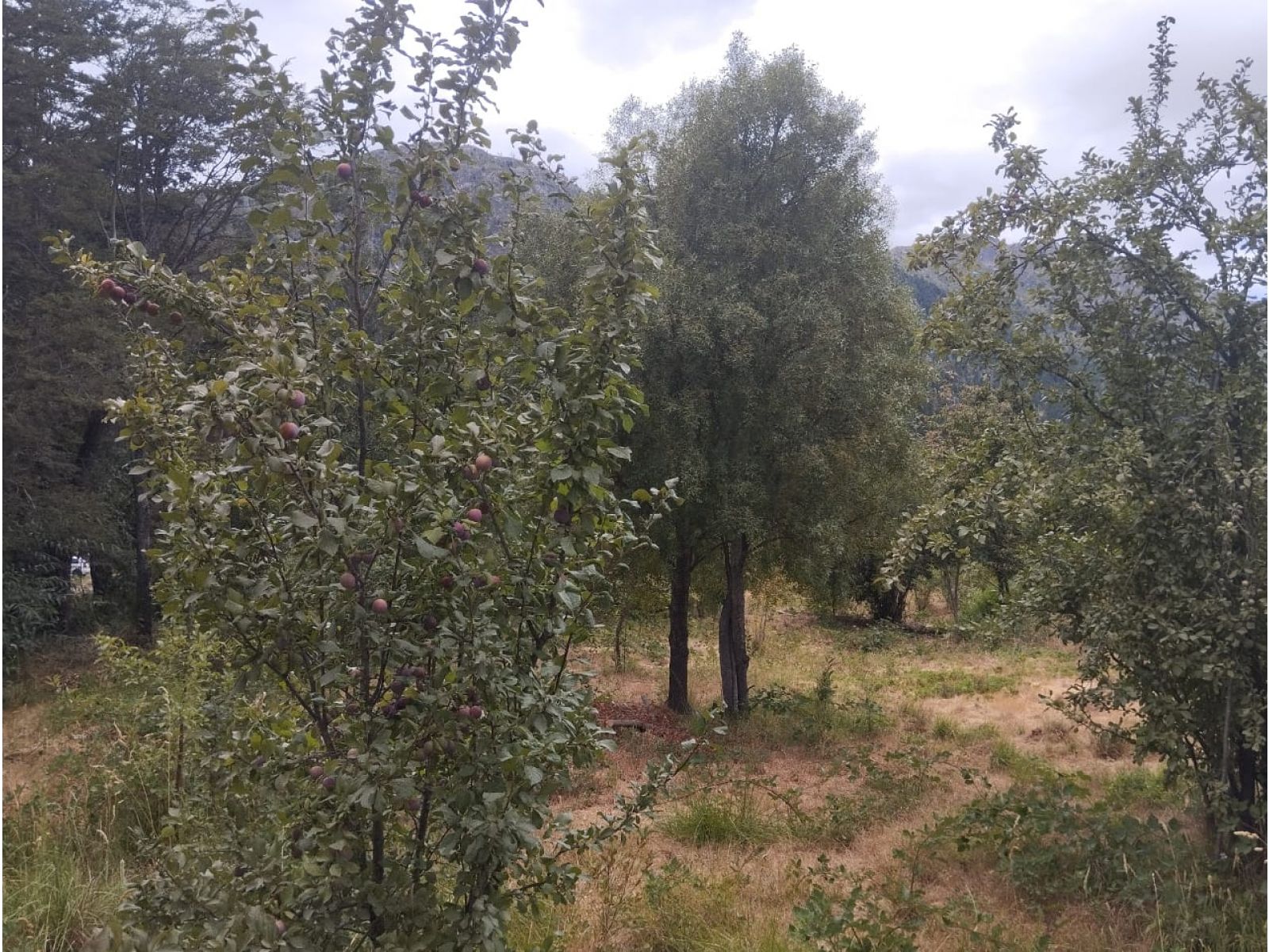 (014) LAGO PUELO (Isla Norte) Terreno 550 m2 - 7