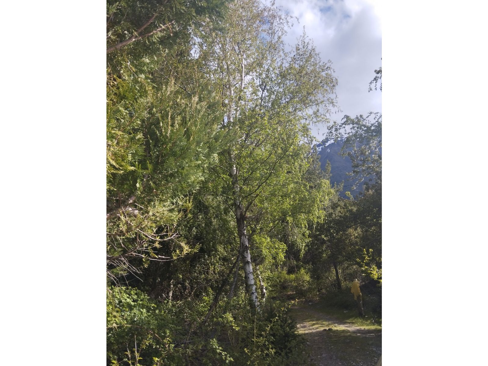 (058B) EL HOYO ( El Pedregoso), Terreno de 6Has - 10