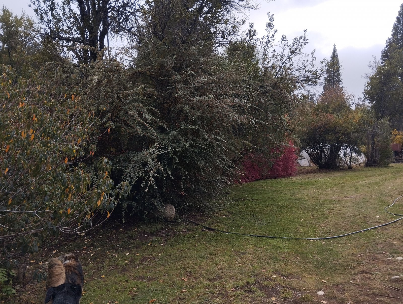 (063) BOLSON (Los Repollos), Chacra de 7,3Has. con tres viviendas — foto 3