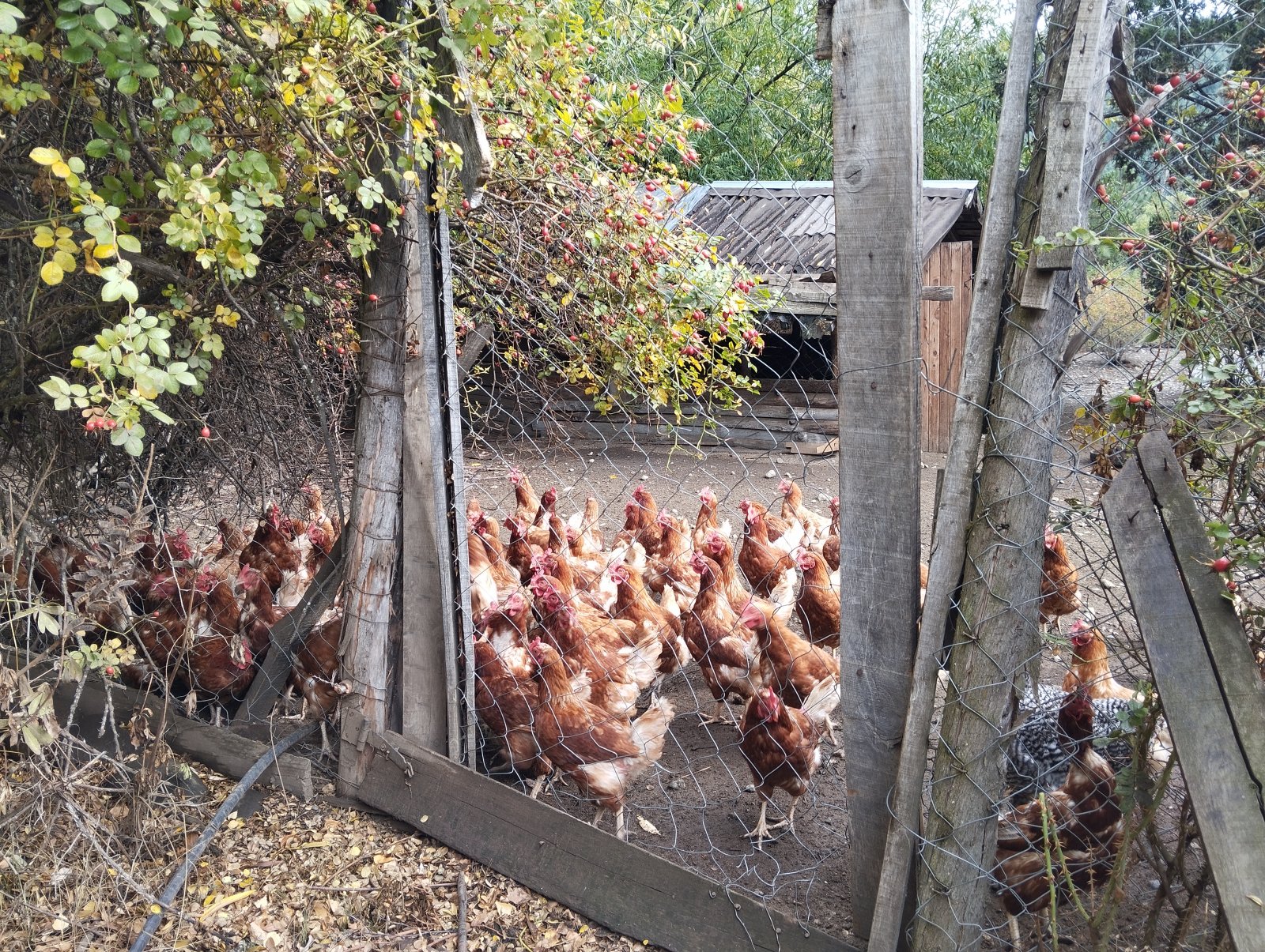 (063) BOLSON (Los Repollos), Chacra de 7,3Has. con tres viviendas - 26