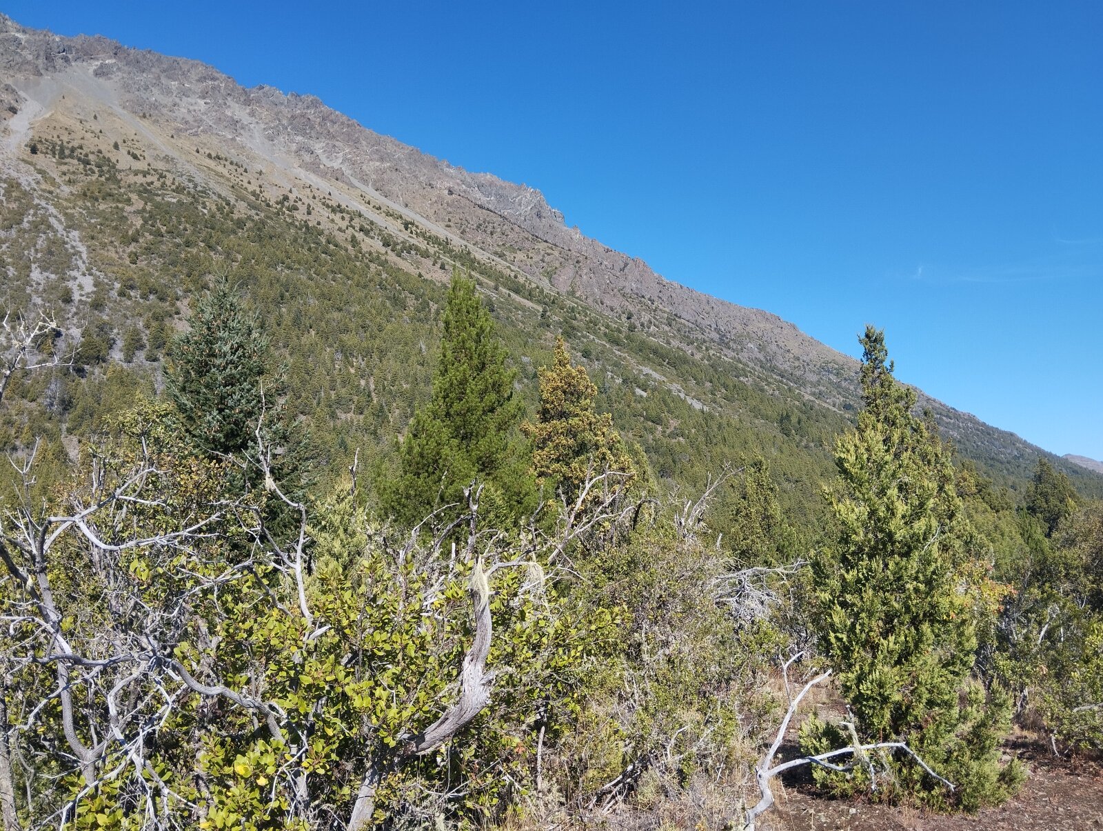 (066)LAGO PUELO, Bo. Las Golondinas, CAMPO de 14,97 has. - 7