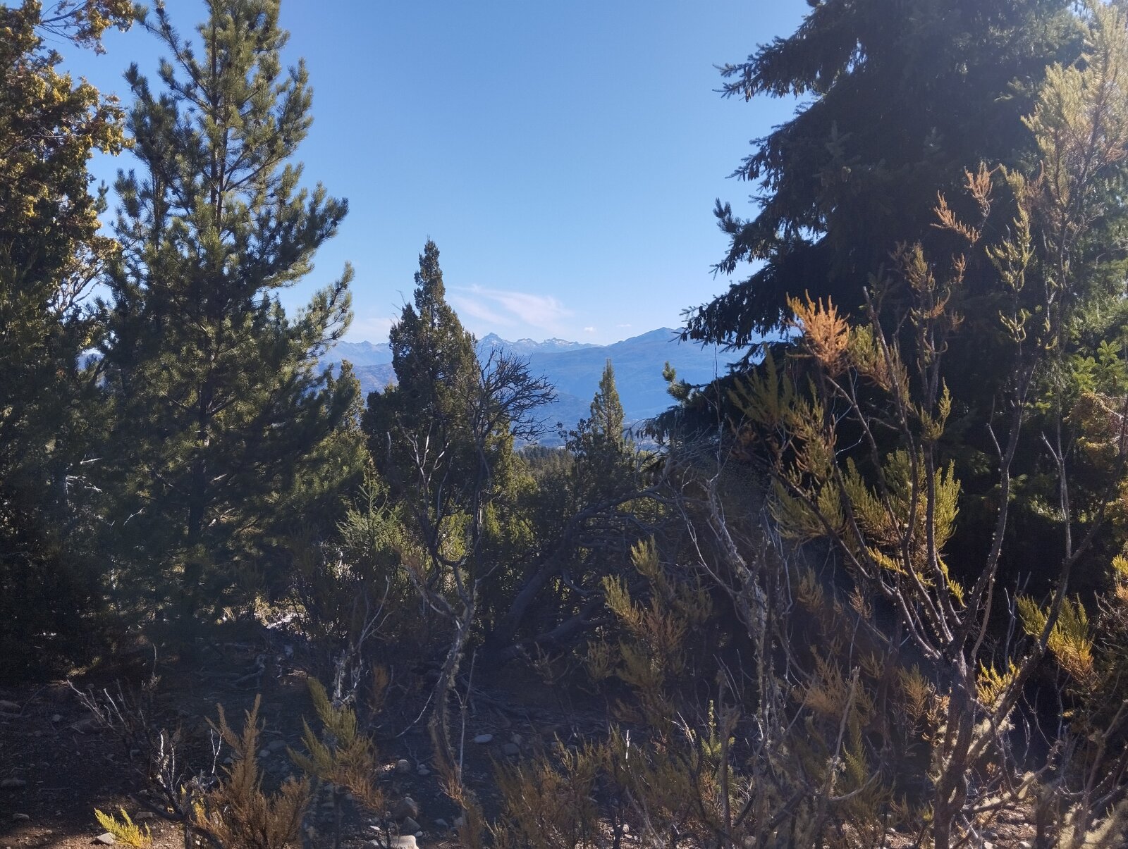 (066)LAGO PUELO, Bo. Las Golondinas, CAMPO de 14,97 has. - 8