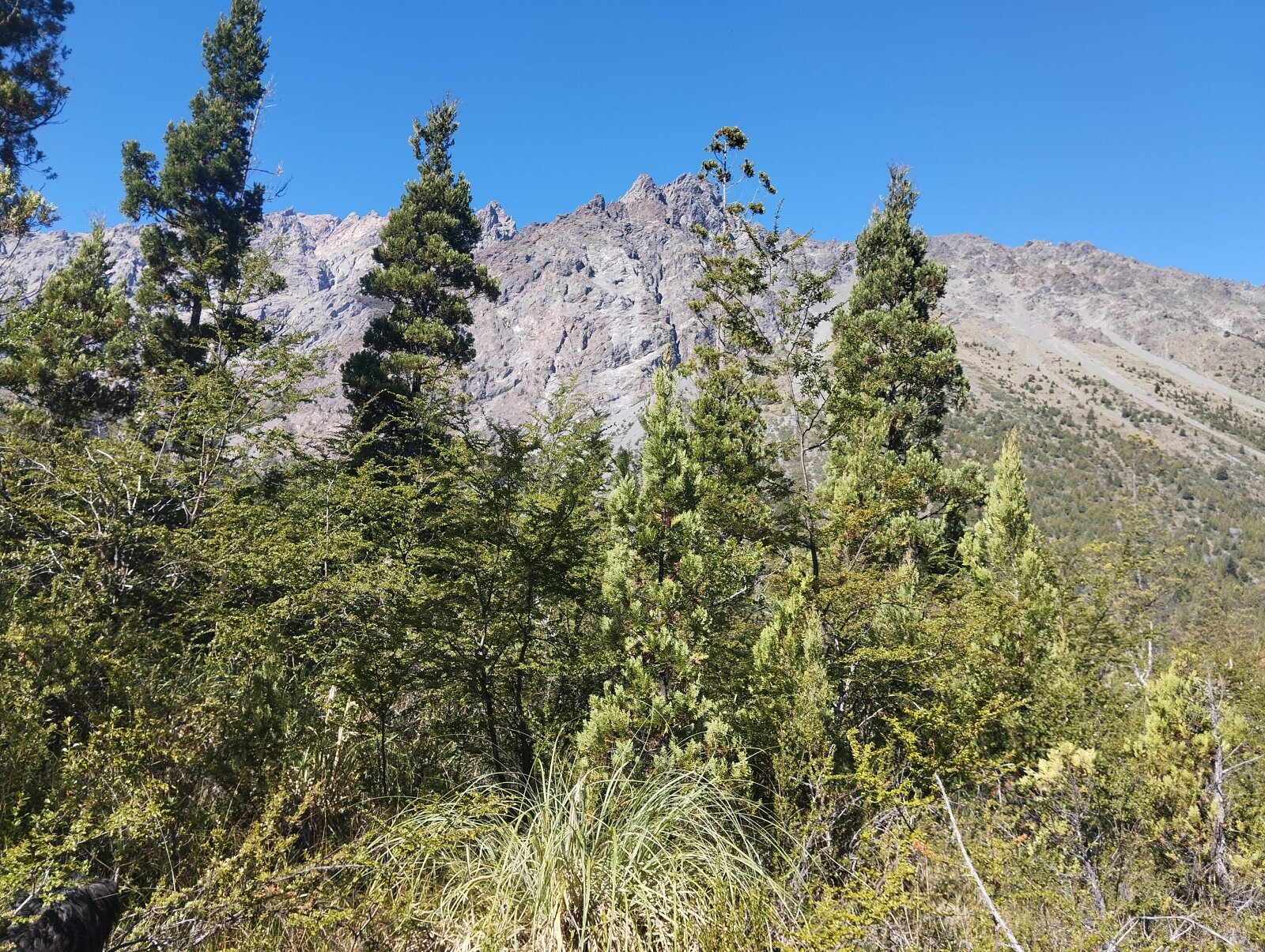 (066)LAGO PUELO, Bo. Las Golondinas, CAMPO de 14,97 has. - 10