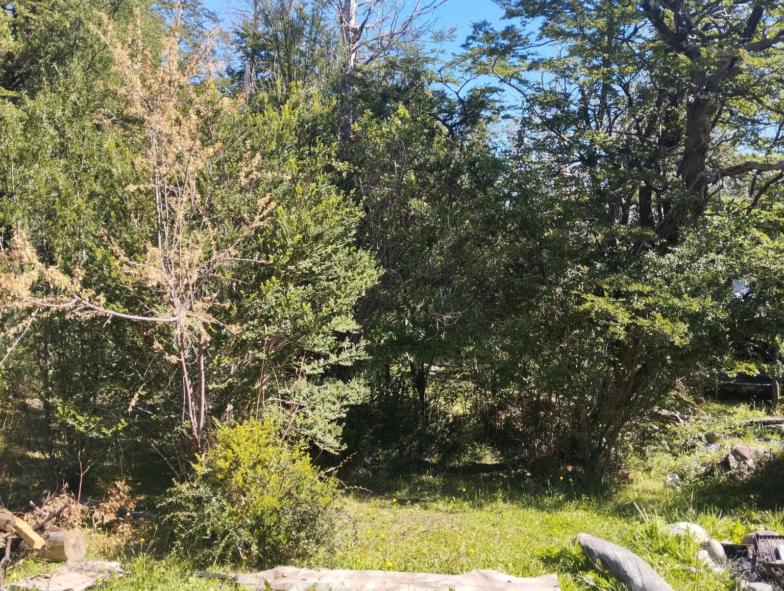 (066)LAGO PUELO, Bo. Las Golondinas, CAMPO de 14,97 has. - 11