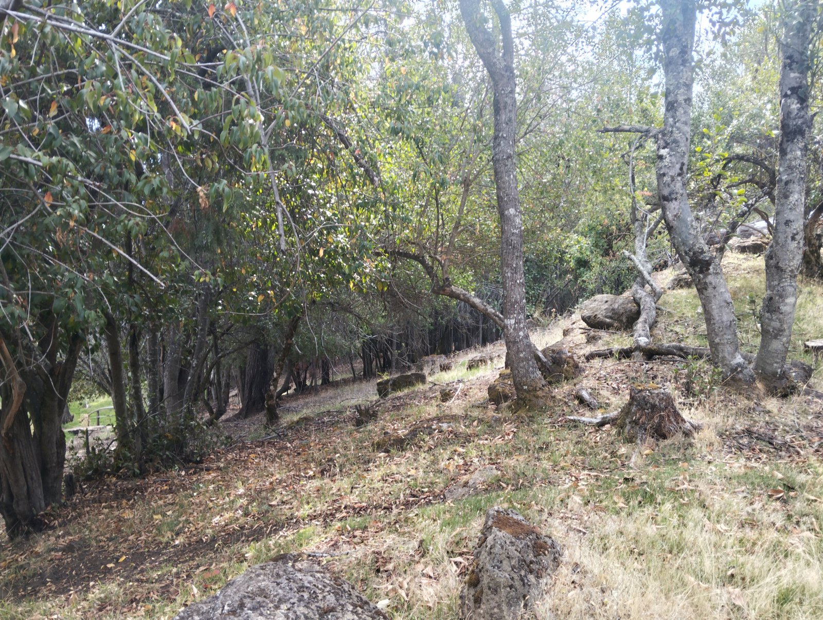 (070) Bolsón (Mallín Ahogado) Chacra de 6 Has - 29