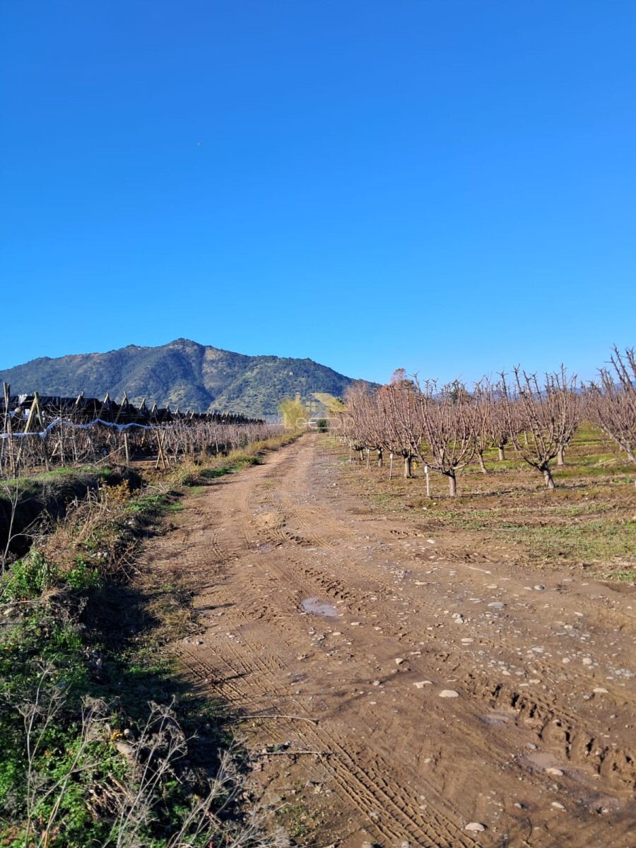 Campo Agrícola Productivo de 2,9 Ha con Cerezos Santina, Infraestructura y Maquinaria – Palquibudi, Rauco