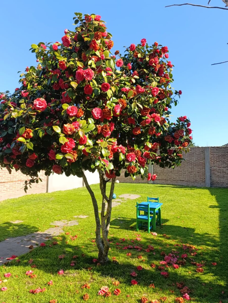 ALQUILER CASA 3 AMBIENTES CON PARQUE EN ITUZAINGO - 29