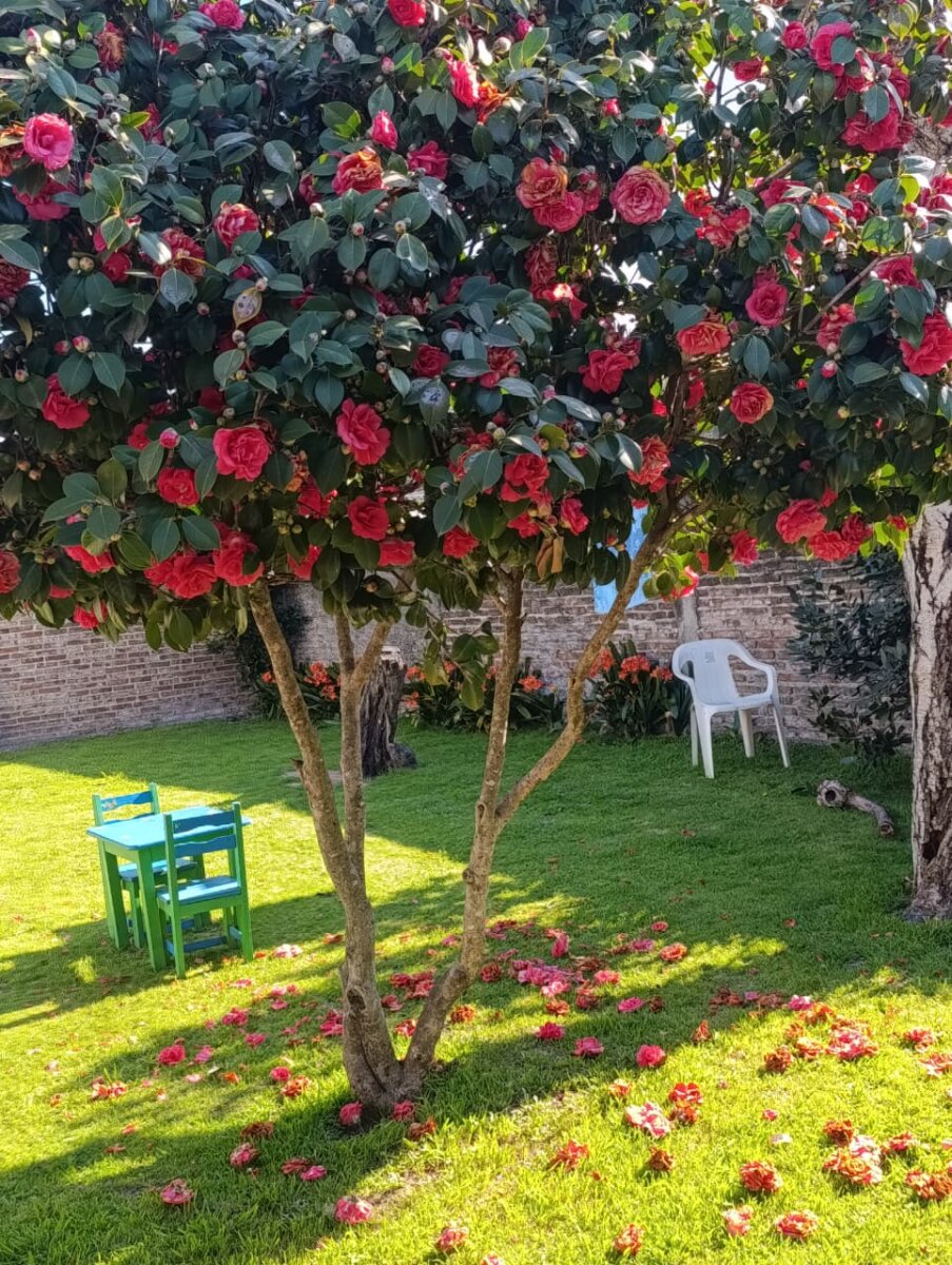 ALQUILER CASA 3 AMBIENTES CON PARQUE EN ITUZAINGO - 31