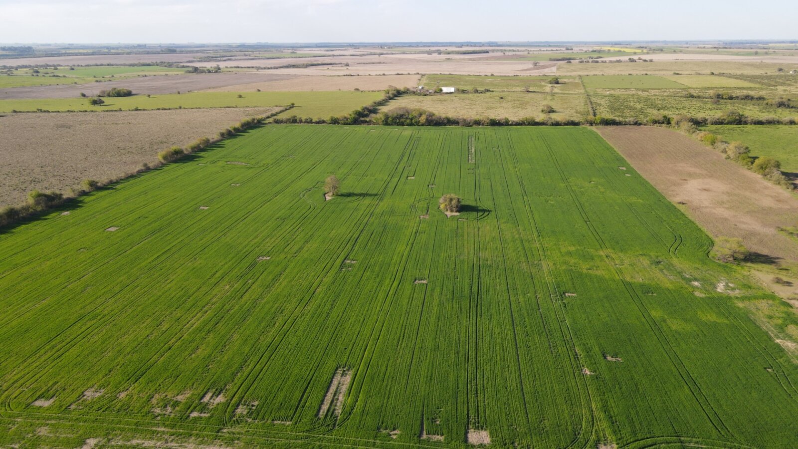 Campo de 12 has agricola en Corrales - 1