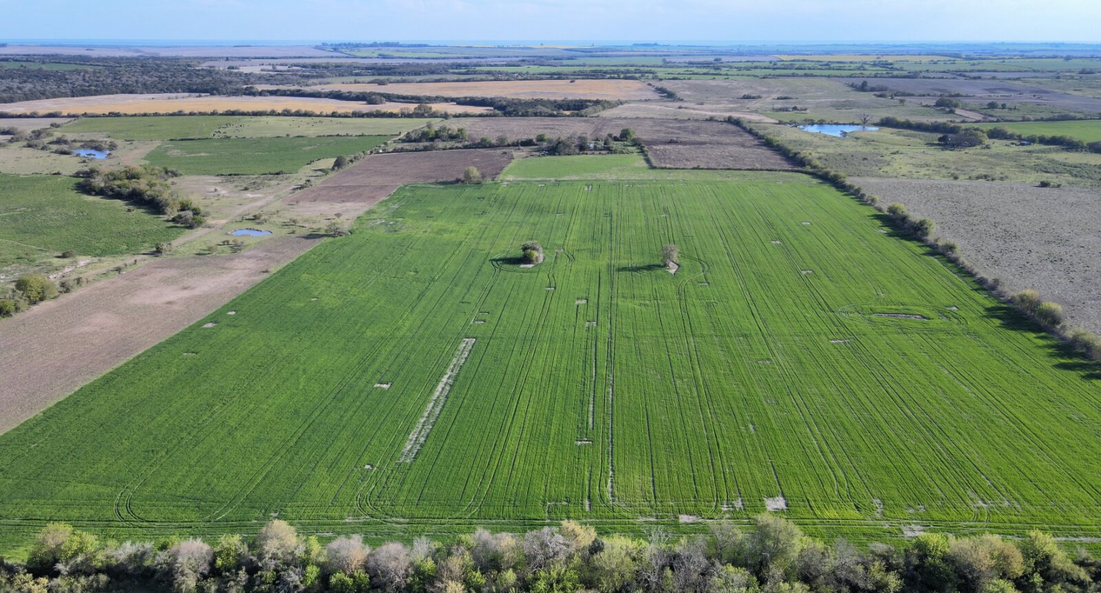 Campo de 12 has agricola en Corrales - 3