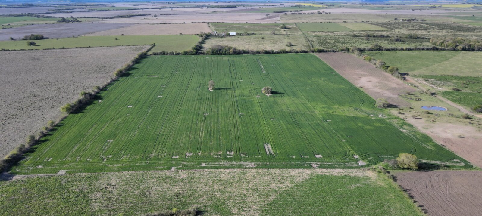 Campo de 12 has agricola en Corrales - 2