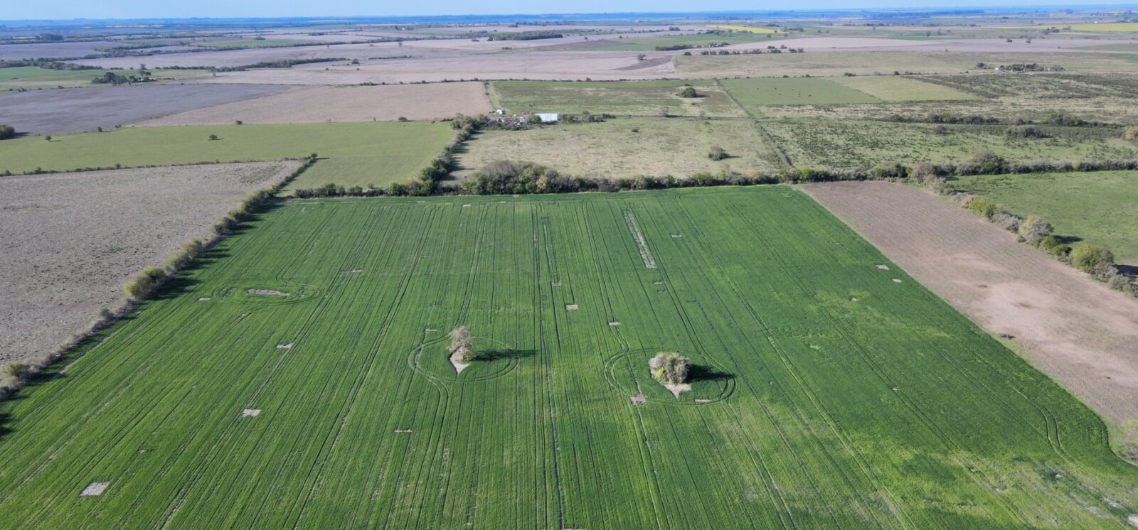 Campo de 12 has agricola en Corrales - 4