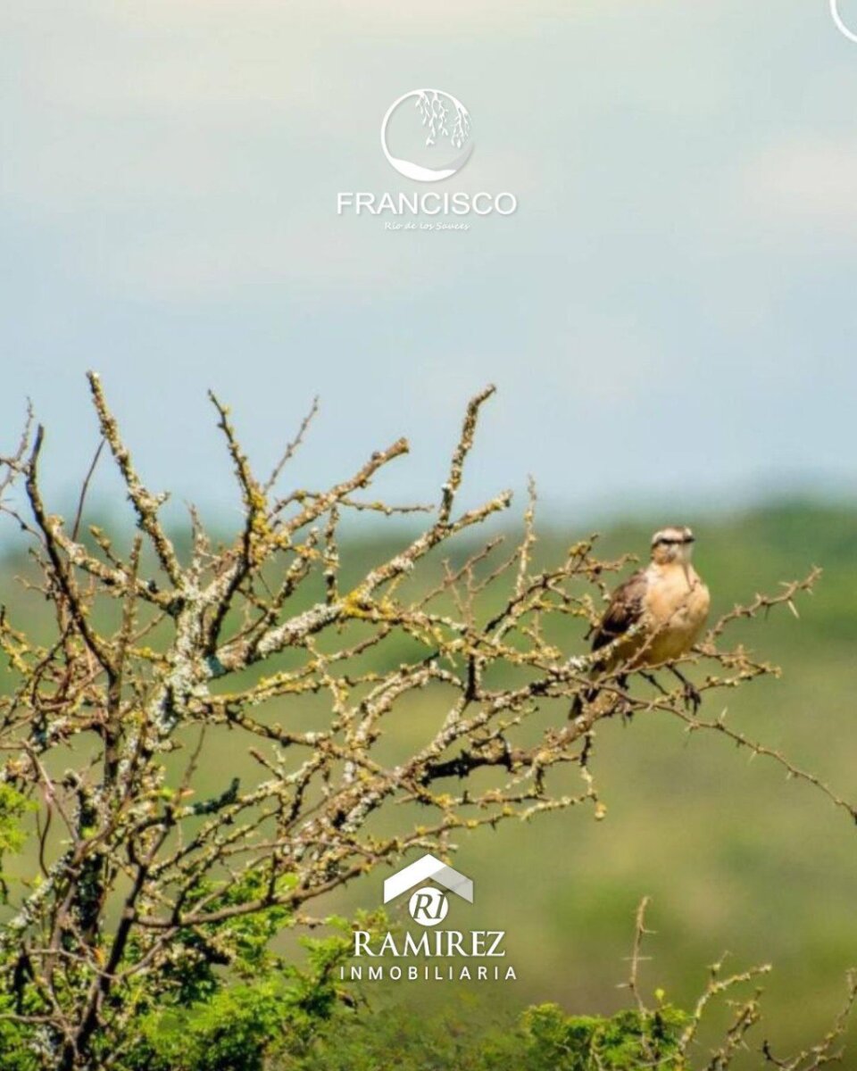 Loteo Francisco - Rio de los Sauces - 7
