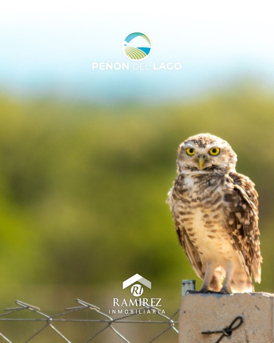 Loteo Peñon del Lago - Villa Quillinzo - 18