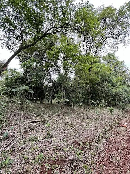 2 LOTES RESIDENCIALES EN VENTA UBICADOS SOBRE CALLE ARGERICH KM10 | ELDORADO MISIONES - 4