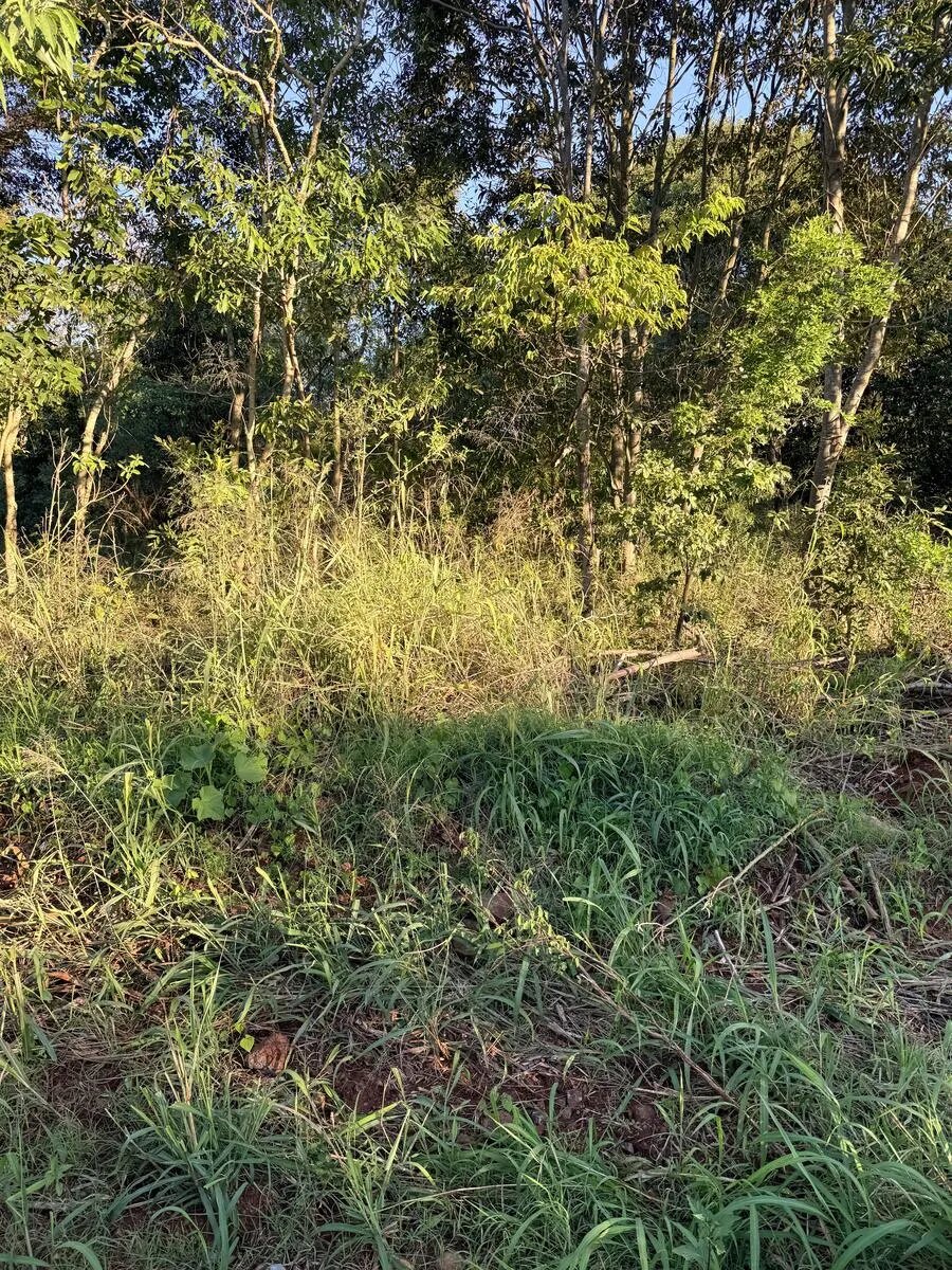 TERRENO RESIDENCIAL EN VENTA EN EL BARRIO JOSSY KM12 | ELDORADO MISIONES - 4