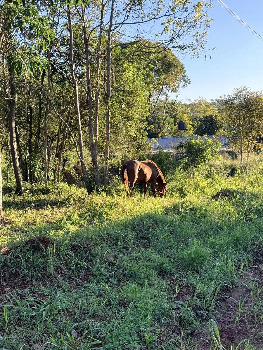 TERRENO RESIDENCIAL EN VENTA EN EL BARRIO JOSSY KM12 | ELDORADO MISIONES - 3