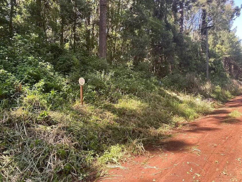 Lote De 2 Hectareas En Venta En La Ciudad De Eldorado - 3
