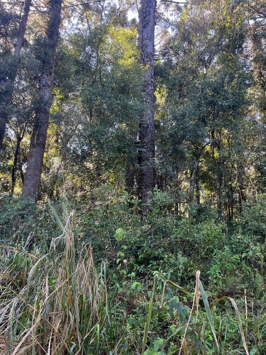 Lote De 2 Hectareas En Venta En La Ciudad De Eldorado - 5